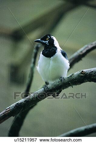 Stock Photo - white, nature, outdoor, branch, wildlife, black. Fotosearch