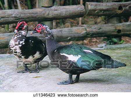 Stock Image - wildlife, animal, wood, nature, bird, fence, outdoor. Fotosearch