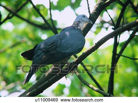 Stock Photo - wildlife, bird, outdoor, greeen, branch, tree, animal. Fotosearch