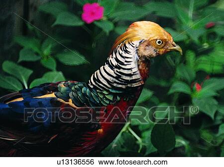 wildlife, flower, outdoor, chicken, nature, bird View Large Photo Image Stock Photograph - wildlife, flower, outdoor, chicken, nature, bird. Fotosearch