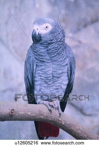 wildlife, gray, bird, animal, outdoor, parrot View Large Photo Image Stock Photograph - wildlife, gray, bird, animal, outdoor, parrot. Fotosearch