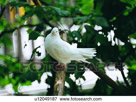 Stock Photo - wildlife, leaf, white, branch, bird, animal. Fotosearch