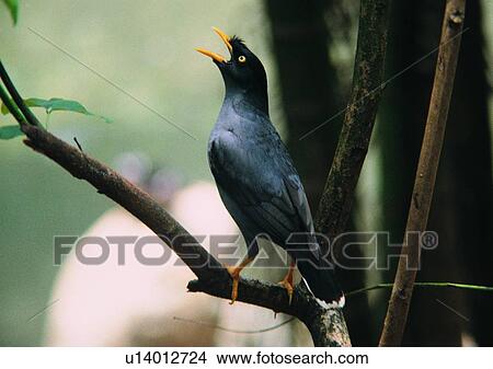 Picture - wildlife, nature, outdoor, bird, black, animal. Fotosearch