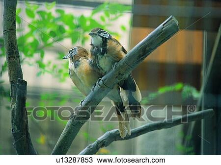 wildlife, nature, outdoor, bird, black, yellow View Large Photo Image Stock Image - wildlife, nature, outdoor, bird, black, yellow. Fotosearch