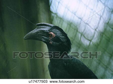 Stock Image - wildlife, nature, outdoor, bird, black, net. Fotosearch