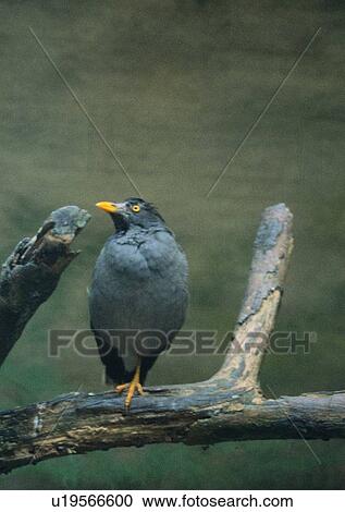 wildlife, nature, outdoor, bird, black, branch View Large Photo Image Stock Image - wildlife, nature, outdoor, bird, black, branch. Fotosearch