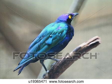 wildlife, nature, outdoor, bird, blue, purple View Large Photo Image Stock Image - wildlife, nature, outdoor, bird, blue, purple. Fotosearch