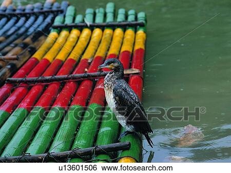 Stock Photograph - wildlife, nature, outdoor, bird, boat, river. Fotosearch