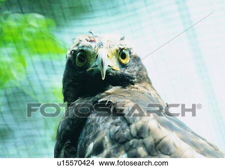 Picture - wildlife, nature, outdoor, bird, eagle, close-up. Fotosearch