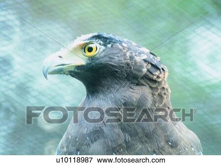 Stock Photo - wildlife, nature, outdoor, bird, eagle, head. Fotosearch