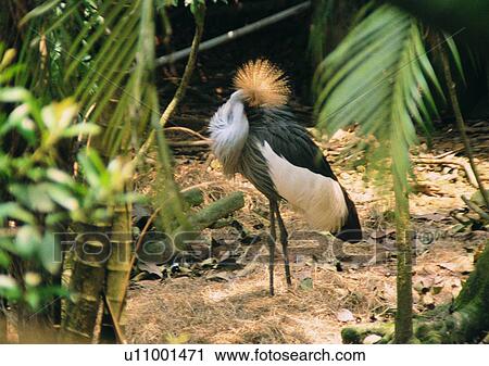 Stock Image - wildlife, nature, outdoor, bird, gray, black. Fotosearch