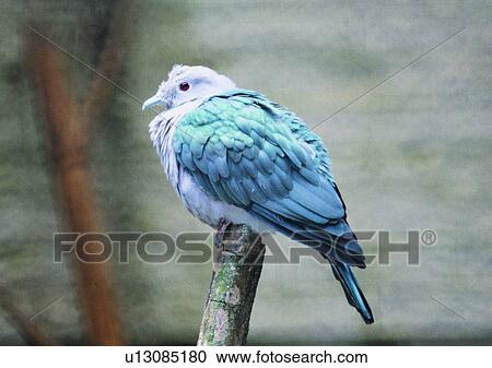 wildlife, nature, outdoor, bird, gray, blue View Large Photo Image Stock Image - wildlife, nature, outdoor, bird, gray, blue. Fotosearch