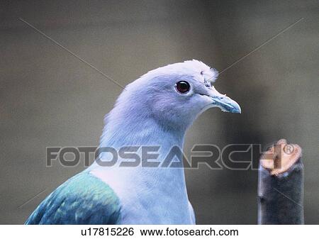 Stock Photograph - wildlife, nature, outdoor, bird, gray, blue. Fotosearch