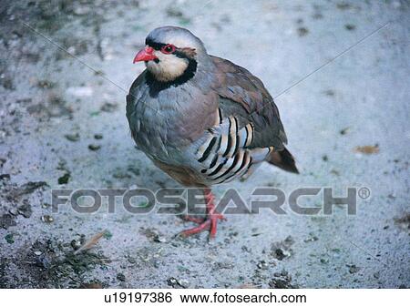 Stock Photograph - wildlife, nature, outdoor, bird, gray, ground. Fotosearch