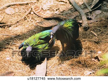 Stock Photography - wildlife, nature, outdoor, bird, green, straw. Fotosearch