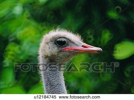 wildlife, nature, outdoor, bird, head, close-up View Large Photo Image Stock Photography - wildlife, nature, outdoor, bird, head, close-up. Fotosearch