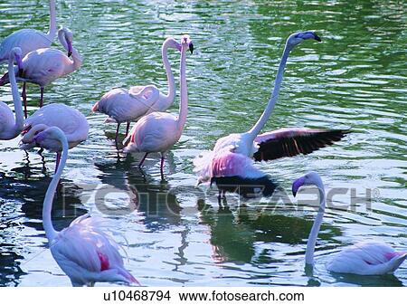 wildlife, nature, outdoor, bird, long neck, pink View Large Photo Image Picture - wildlife, nature, outdoor, bird, long neck, pink. Fotosearch
