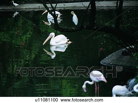 wildlife, nature, outdoor, bird, long neck, long mouth View Large Photo Image Stock Image - wildlife, nature, outdoor, bird, long neck, long mouth. Fotosearch