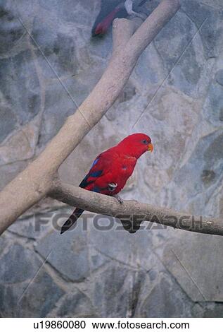 wildlife, nature, outdoor, bird, red, branch View Large Photo Image Stock Image - wildlife, nature, outdoor, bird, red, branch. Fotosearch