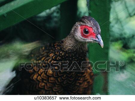 Stock Photo - wildlife, nature, outdoor, bird, red, green. Fotosearch