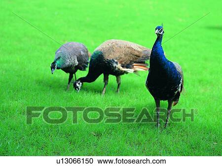 Stock Image - wildlife, nature, outdoor, bird, peacock, grass. Fotosearch