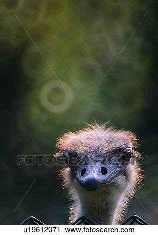 wildlife, nature, outdoor, bird, ostrich, close-up View Large Photo Image Stock Image - wildlife, nature, outdoor, bird, ostrich, close-up. Fotosearch