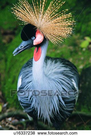 Stock Photo - wildlife, nature, outdoor, bird, orange, gray. Fotosearch