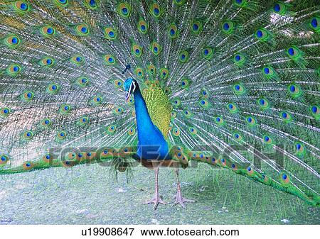 Stock Photo - wildlife, nature, outdoor, bird, peacock, proud. Fotosearch