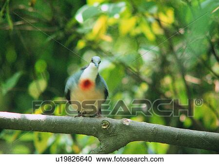 wildlife, nature, outdoor, bird, tree, branch View Large Photo Image Stock Image - wildlife, nature, outdoor, bird, tree, branch. Fotosearch