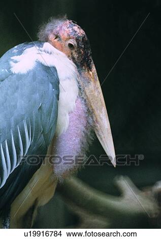wildlife, nature, outdoor, bird, white, gray View Large Photo Image Picture - wildlife, nature, outdoor, bird, white, gray. Fotosearch