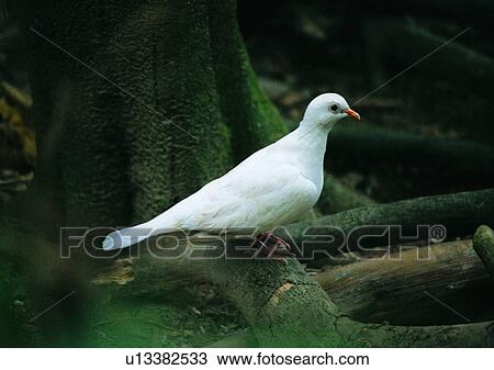 wildlife, nature, outdoor, bird, white, branch View Large Photo Image Stock Image - wildlife, nature, outdoor, bird, white, branch. Fotosearch