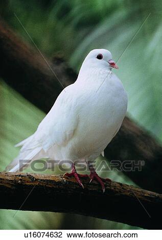 Stock Image - wildlife, nature, outdoor, bird, white, branch. Fotosearch