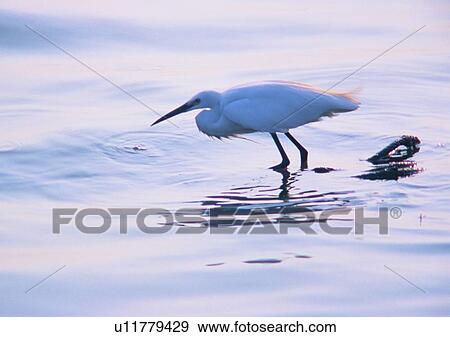 wildlife, nature, outdoor, bird, white, river View Large Photo Image Stock Photo - wildlife, nature, outdoor, bird, white, river. Fotosearch