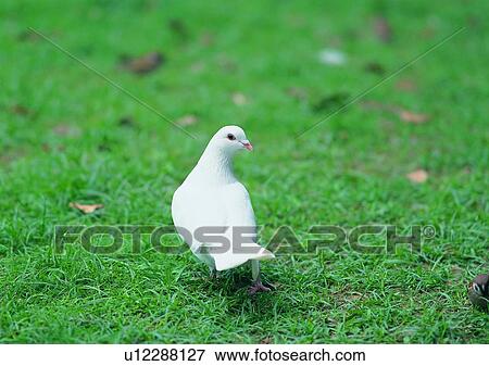 Stock Photo - wildlife, nature, outdoor, bird, white, grass. Fotosearch
