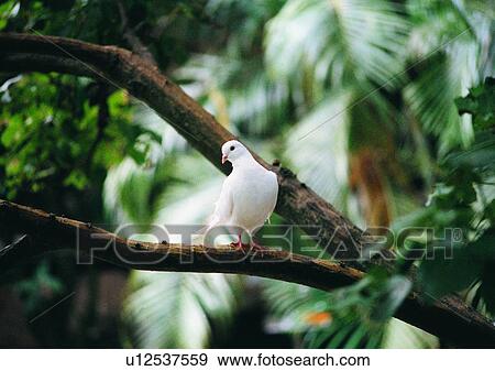 Stock Photo - wildlife, nature, outdoor, bird, white, branch. Fotosearch