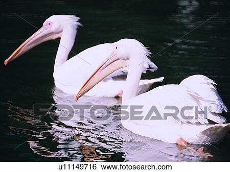 wildlife, nature, outdoor, bird, white, long mouth View Large Photo Image Stock Photograph - wildlife, nature, outdoor, bird, white, long mouth. Fotosearch