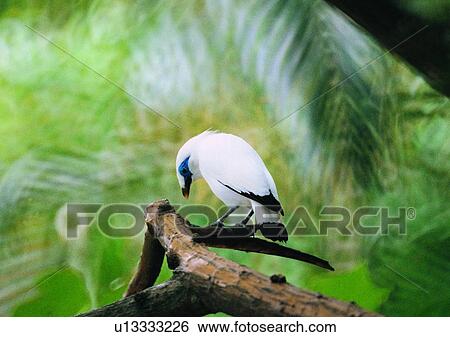 Stock Photograph - wildlife, nature, outdoor, bird, white, branch. Fotosearch