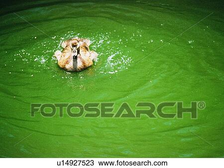 Stock Image - wildlife, nature, outdoor, bird, wild goose, duck. Fotosearch