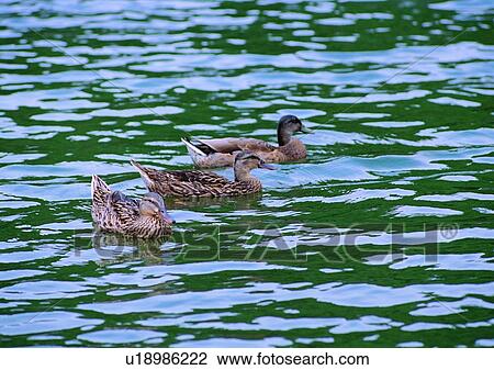 wildlife, nature, outdoor, bird, wild goose, duck View Large Photo Image Stock Image - wildlife, nature, outdoor, bird, wild goose, duck. Fotosearch