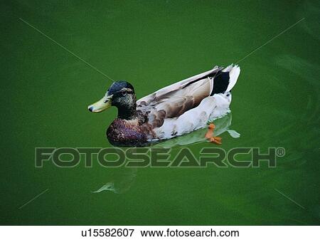 Stock Photo - wildlife, nature, outdoor, bird, wild goose, duck. Fotosearch