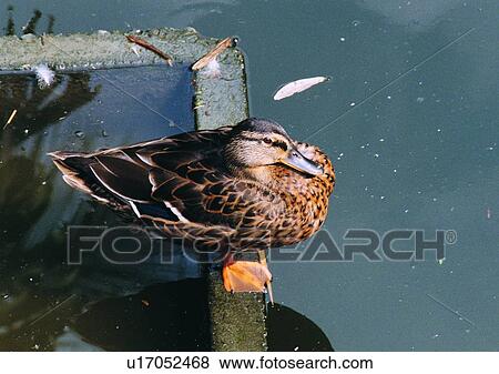 Stock Photo - wildlife, nature, outdoor, bird, wild goose, duck. Fotosearch