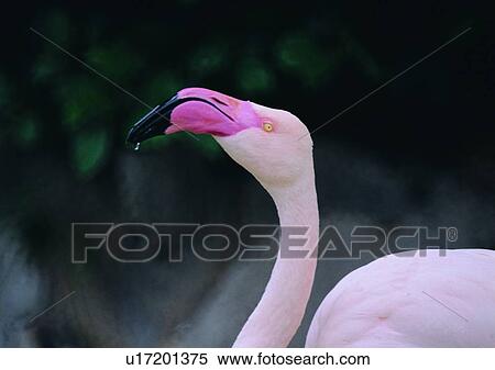 Stock Photography - wildlife, nature, pink, animal, close up, outdoor. Fotosearch