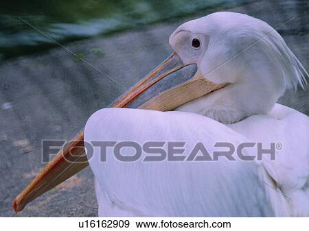 Stock Photo - wildlife, outdoor, long mouth, nature, white, bird. Fotosearch