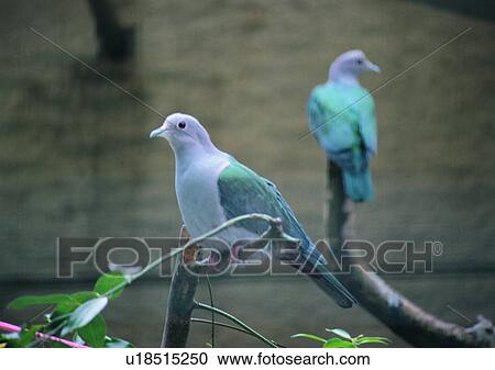 Stock Image - wildlife, outdoor, nature, branch, blue, gray. Fotosearch