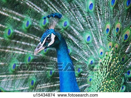 wildlife, peacock, close-up, nature, animal, outdoor View Large Photo Image Picture - wildlife, peacock, close-up, nature, animal, outdoor. Fotosearch