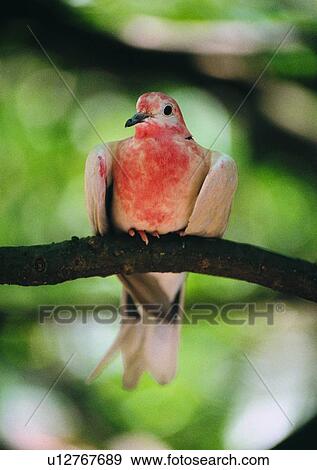 wildlife, yellow, red, branch, animal, nature View Large Photo Image Stock Photo - wildlife, yellow, red, branch, animal, nature. Fotosearch