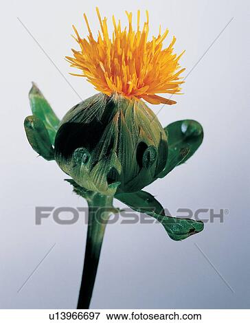 Stock Photo - Blossom, Cut Out, Part Of, Open, Freshness, Pure, Still Life. Fotosearch