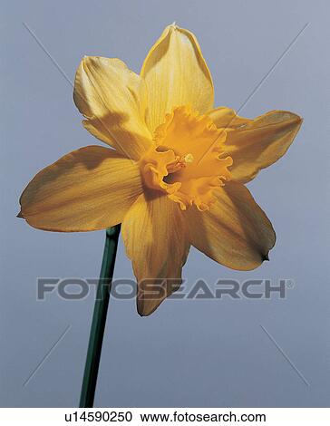 Blossom, Flower Head, Fresh, Nature, Plant Life, Freshness, Still Life View Large Photo Image Stock Image - Blossom, Flower Head, Fresh, Nature, Plant Life, Freshness, Still Life. Fotosearch
