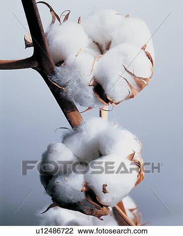, Brown, Close-Up, Cotton, Crop View Large Photo Image Stock Image - , Brown, Close-Up, Cotton, Crop. Fotosearch