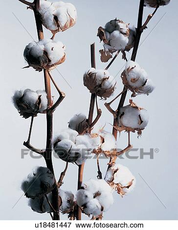 , Brown, Close-Up, Cotton, Crop View Large Photo Image Stock Photo - , Brown, Close-Up, Cotton, Crop. Fotosearch